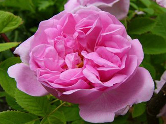 「ダマスケナ」